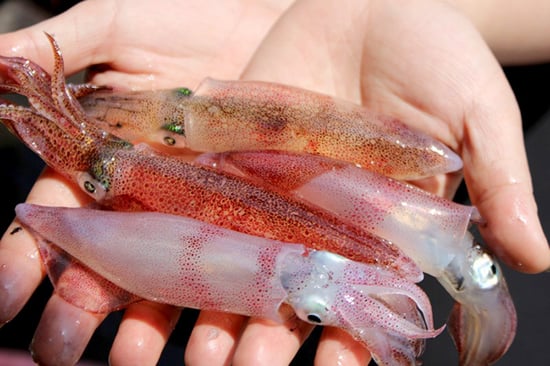 297Night-Squid-Fishing-in-Cua-Lo-Nghe-An-Province-2